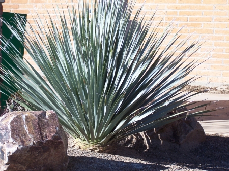 Yucca Plant Amado, Arizona - arid, desert, plants, yucca