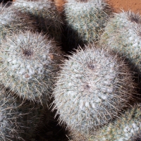 Cacti Amado, Arizona