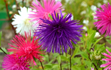 Pretty Flowers - nature, flowers, pretty, grass