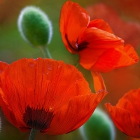 Beautiful poppy flowers