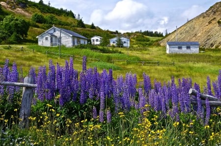 Canadian landscape - America, beautiful, landscape, slope, grass, village, wildflowers, countryside, Canada, houses, peaceful, lupin