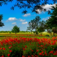 Poppy field