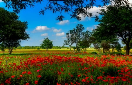 Poppy field - pretty, trees, poppies, summer, beautiful, grass, meadow, flowers, field, sky