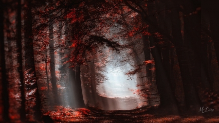 Falling Light - autumn, fall, trees, light, mysterious, path, firefox persona theme