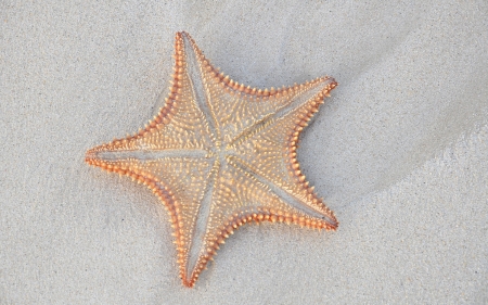 Starfish - starfish, summer time, sand, macro