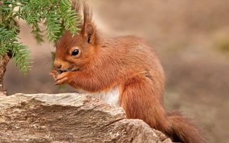 Squirrel - animal, nature, eat, squirrel