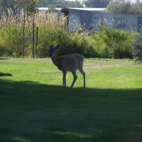 Deer in town Billings, Montana