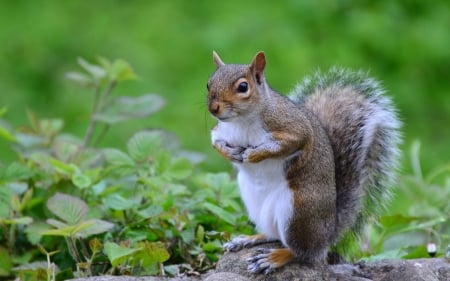 squirrel - animal, rock, grass, squirrel