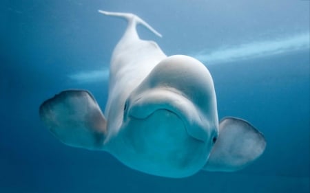 Beluga - white, whale, vara, beluga, blue, summer, sea, underwater