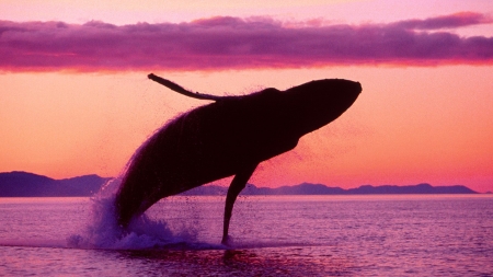 Whale in sunset - whale, water, summer, sea, silhouette, pink, orange, black, sunset, vara