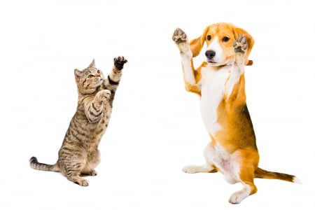 Let's dance! - dog, cat, pisica, white, animal, paw, funny, caine, dance, couple