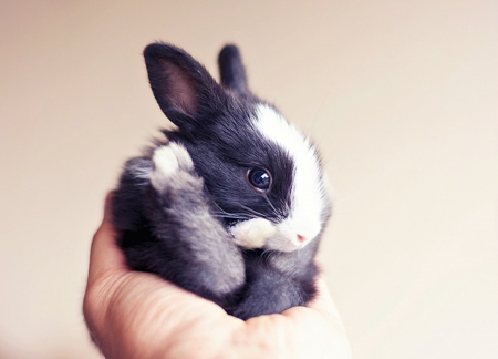 Bunny - animal, cute, black, iepure, arefin03, white, rabbit, hand, bunny