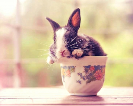 Bunny - animal, bowl, arefin03, cute, iepure, bunny