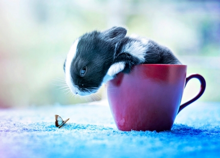 Bunny - rabbit, blue, pink, bunny, iepure, black, white, arefin03, butterfly, cute, cup