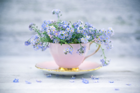 Forget-me-not - white, blue, green, forget me not, flower, cup