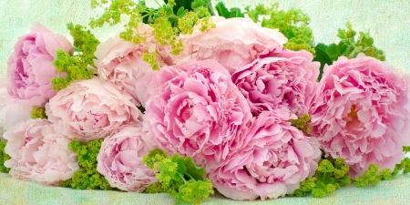 Peonies - peony, green, flower, pink