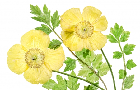 Flowers - white, yellow, green, texture, flower