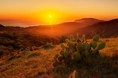 Blackjack Sunset, Catalina Island, California - cactur, sky, landscape, sun, summer