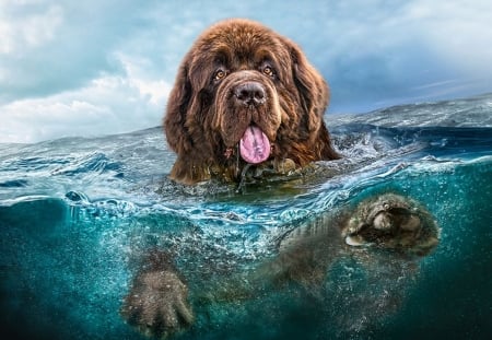 Big Brown - funny, water, swimming, dog