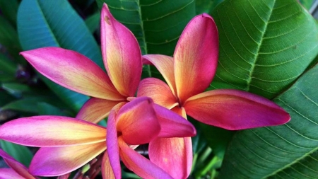 Plumeria - blossoms, petals, plant, leaves, flowers