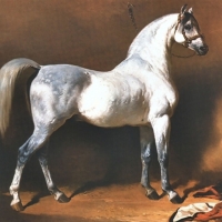 Grey Arabian Stallion 