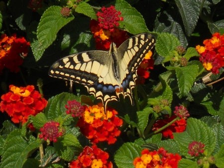 Butterfly - flowers, San Marino, butterfly, rose, grass, flower, castle, leaves