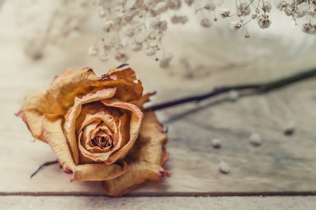 Rose - wooden, still life, rose, petals