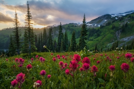 Landscape - sky, trees, landscape, sunset, mountains, nature, view, clouds, flowers, grass