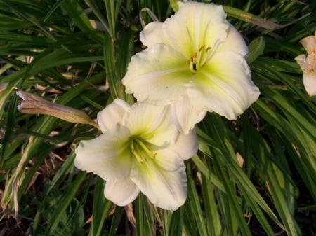 Second year Daylily - Mountains, Landscape, Flowers, Daylilies