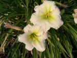 Second year Daylily