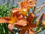 Daylily transplanted from root