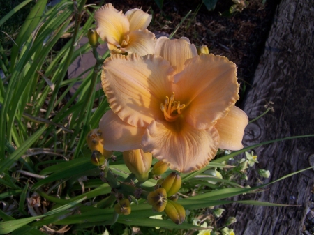 Orange Sherbet Daylily - drought tolerant, easy growing, landscape, daylilies