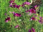 Cosmos reseeded