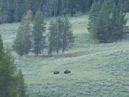 Seperated from the Herd West Yellowstone - buffalo, national parks, mountains, american bison