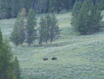 Seperated from the Herd West Yellowstone