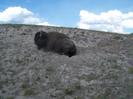 Resting by the highway West Yellowstone - mountains, buffalo, american bison, national parks