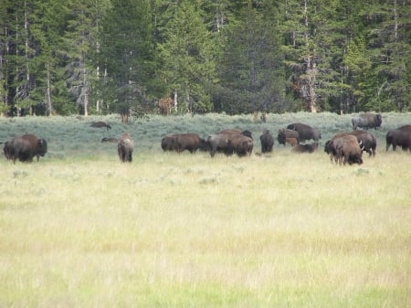 Grazing American Bison, West Yellowstone - Grasslands, Buffalo, National Parks, American Bison