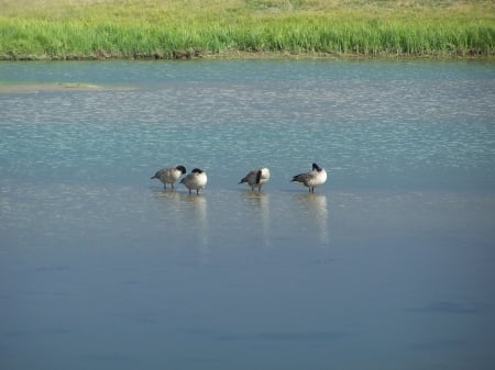 Wading West Yellowstone - Migratory, Marshland, National Parks, Birds