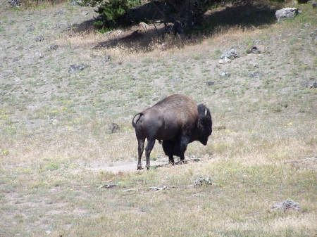 Standing Guard West Yellowstone - Mountains, Buffalo, National Parks, American Bison