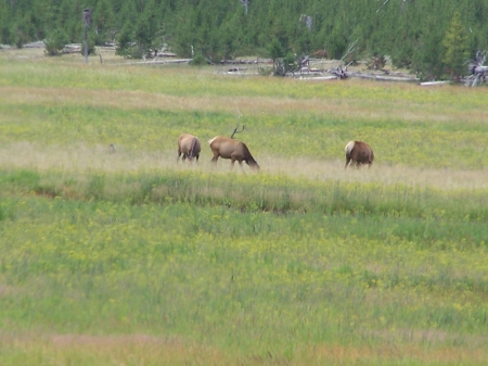 Elk Feeding West Yellowstone - grasslands, national parks, elk, big game