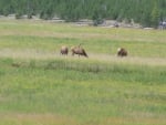 Elk Feeding West Yellowstone