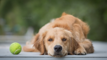 Waiting - caine, golden retriever, dog, tom landretti, green, animal, ball