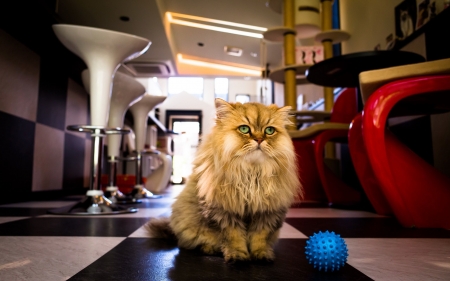 not interested - feline, diner, ball, cat