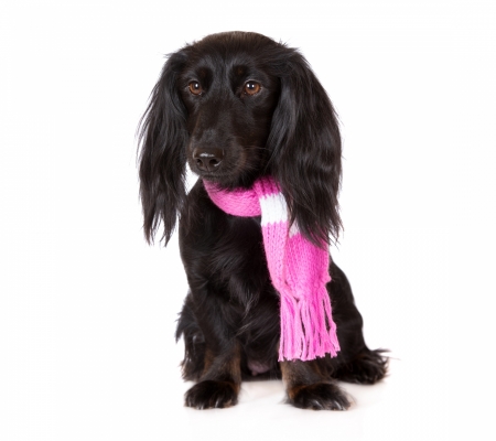 Winter fashion for dogs - winter, fashion, dachshund, pink, black, white, animal, scarf, funny, cute, caine, puppy