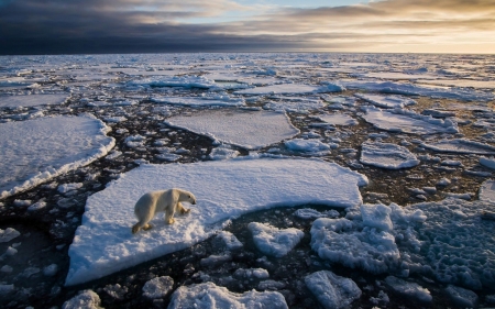 polar bear - bear, ocean, ice, polar