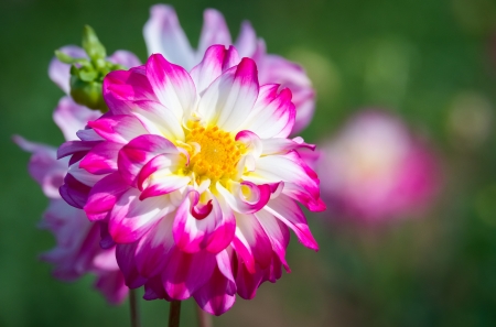 Flower - white, flower, pink, yellow, green