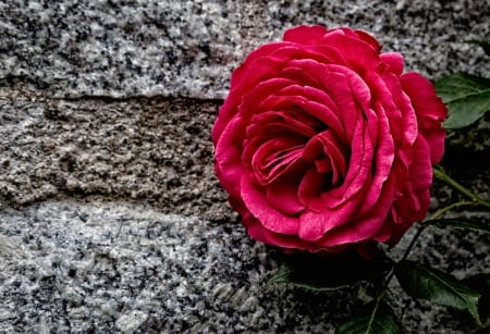 Rose - trandafir, pink, black, rose, flower