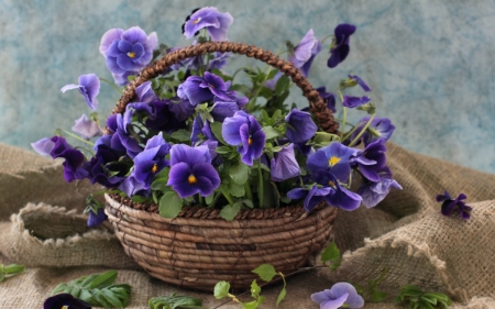 Still Life - flowers, basket, still life, bloom