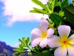 Plumeria