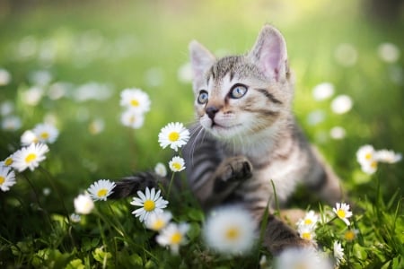 ღ❤ღ - cute, animal, beautiful, cat